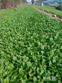 高度8厘米大滨菊