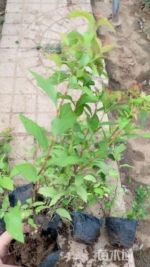 高度30厘米金山绣线菊