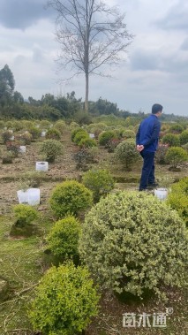 冠幅120厘米海桐球