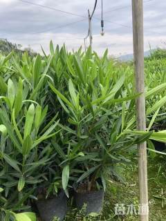 高度50厘米夹竹桃