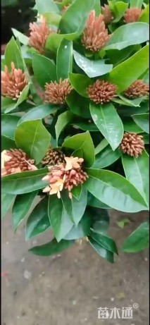 高度50厘米龙船花