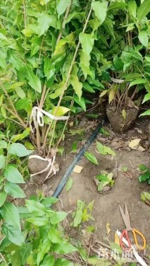 高度90厘米丛生蜡梅