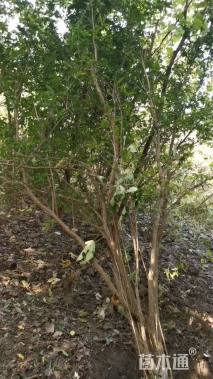 高度250厘米丛生石榴