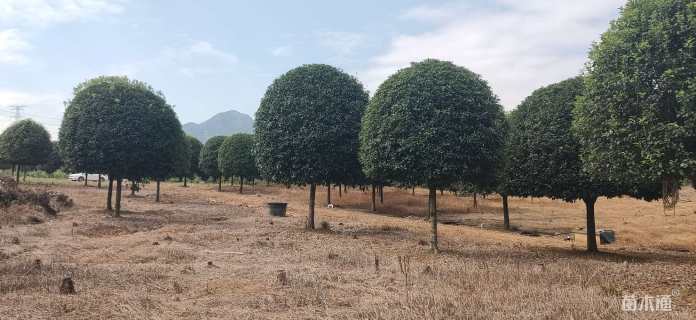 30公分桂花