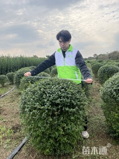 冠幅150厘米小叶女贞球