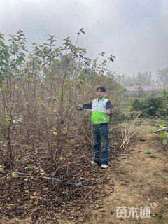 高度180厘米木绣球