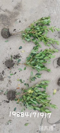 高度35厘米春鹃小苗