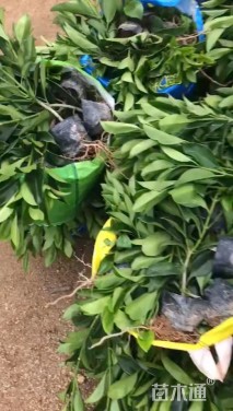 高度25厘米非洲茉莉