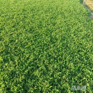 大叶油草