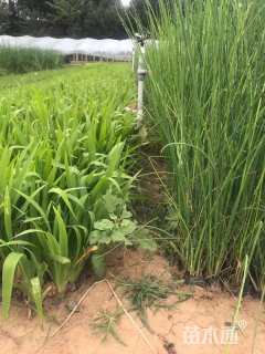 高度50厘米水葱