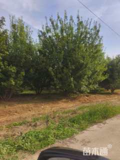 高度600厘米丛生中国黄蜡