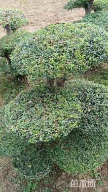 20公分对节白蜡