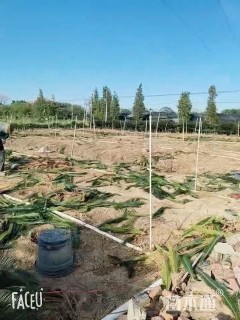 裸干高50厘米苏铁