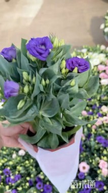 高度25厘米桔梗