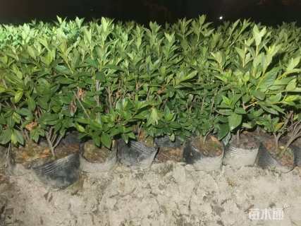 高度25厘米春鹃