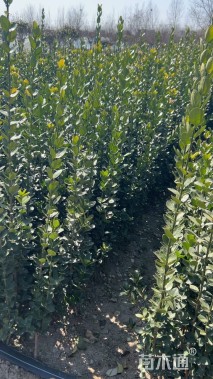 高度150厘米北海道黄杨