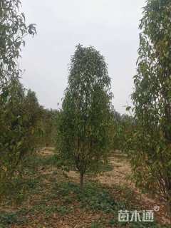 10公分龙柱碧桃