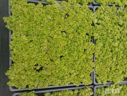 高度10厘米过路黄