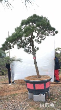 高度230厘米别墅松