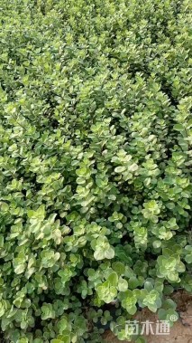 高度30厘米蔓荆