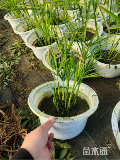 高度30厘米挺水植物-->旱伞草