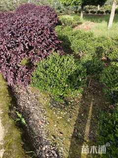 冠幅80厘米茶梅球