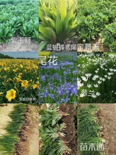 高度10厘米大花萱草