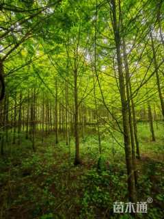 10公分金叶水杉