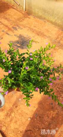 高度25厘米满天星