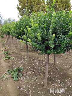 8公分高杆卫矛球