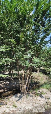 原生苗丛生紫薇