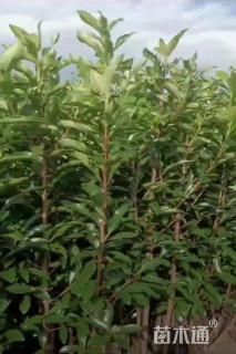 高度130厘米法国冬青