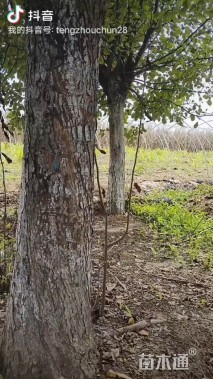 26公分垂丝海棠