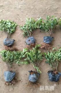 高度35厘米毛鹃小苗