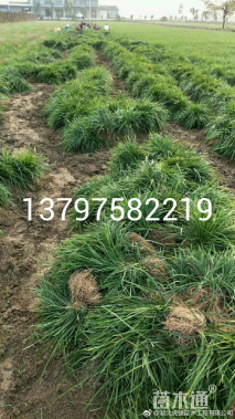 高度15厘米中叶麦冬