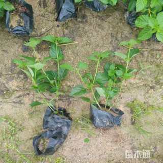 冠幅30厘米五色梅