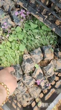 高度20厘米紫花酢浆草