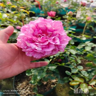 高度60厘米大花月季