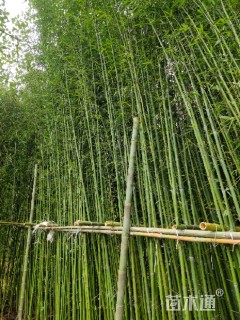 1公分刚竹