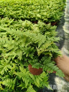 高度25厘米彩虹蕨