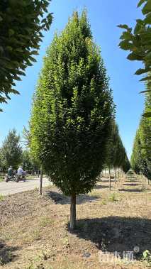 10公分欧洲鹅耳枥