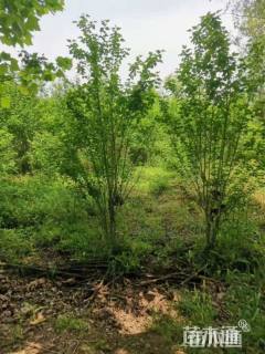 高度150厘米丛生木槿