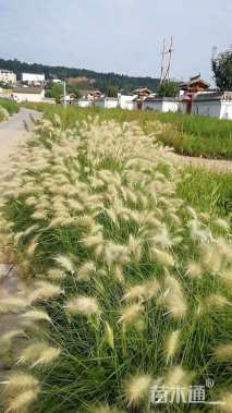 高度25厘米狼尾草