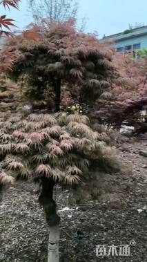 高度150厘米羽毛枫