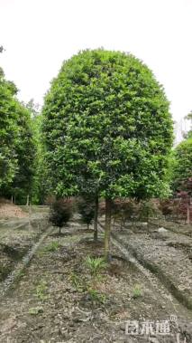 15公分桂花