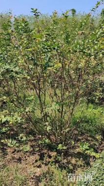 高度300厘米丛生紫薇