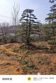 15公分造型油松