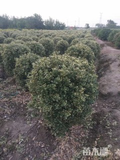 冠幅80厘米金边黄杨球