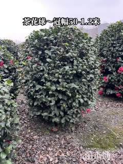 冠幅100厘米山茶花球