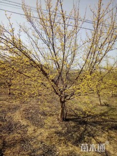 高度480厘米山茱萸